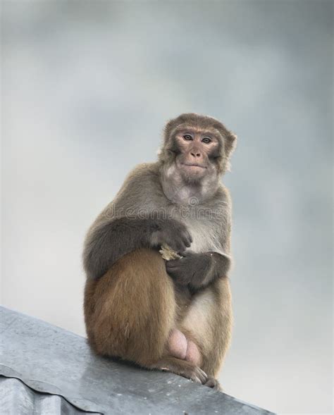 Rhesus Macaque Male Royalty Free Stock Photos - Image: 22738668