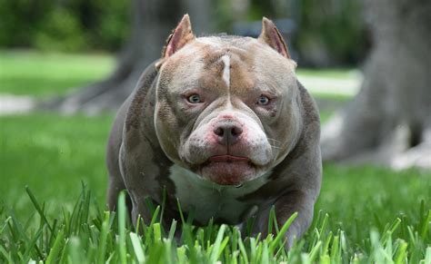 THE TOP AMERICAN BULLY BREEDERS – Texassizebullies – Medium