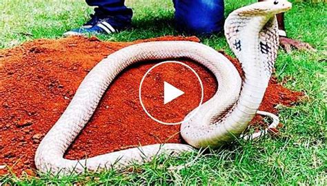 Very Rare White king Cobra trending in Google Video Viral | గూస్ బంప్స్ ...