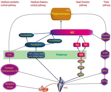 Frontiers | Vestibular pathways involved in cognition | Frontiers in ...