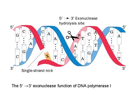 The 5¢ ® 3¢ exonuclease function of DNA polymerase I