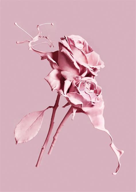 Roses Aesthetic Wallpaper