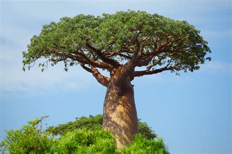 5 Health Benefits of Baobab (and How to Use It) — Nuts.com