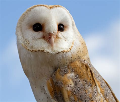 Barn Owl | Amazing Animal Basic Facts & Pictures | Animals Lover