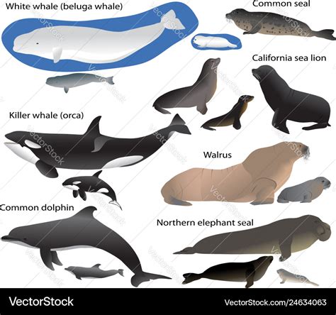 Collection of marine mammals and its cubs Vector Image