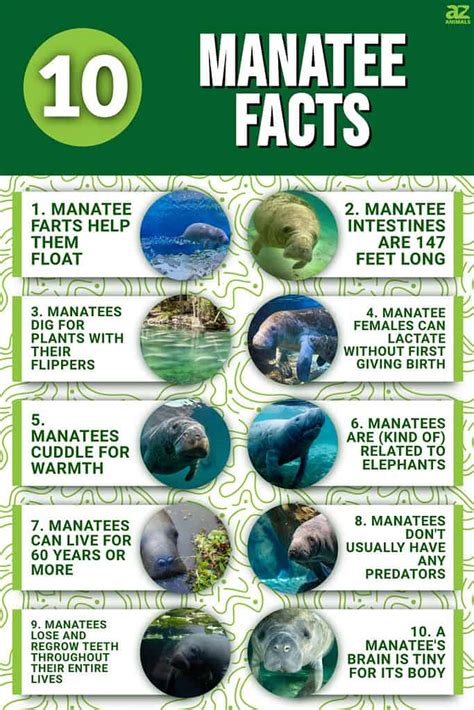 10 Incredible Manatee Facts - A-Z Animals