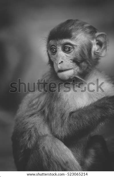 Surprised Monkey Face Stock Photo 523065214 | Shutterstock