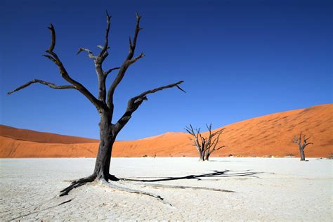 Wallpaper : Africa, trees, tree, nature, Canon, dead, sand, desert ...