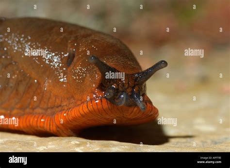 common garden slug Stock Photo - Alamy