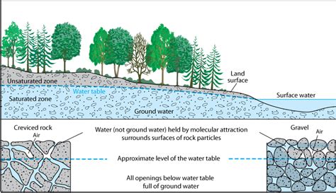 Figure detailing ground water in relation to the environment (trees ...