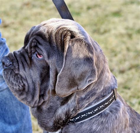 Rules of the Jungle: Neapolitan mastiff puppies