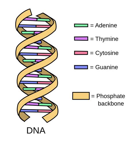 Storing Genetic Information | Biology for Non-Majors I