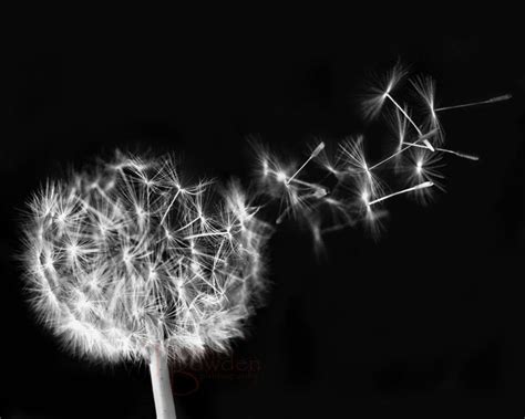 🔥 [50+] Black and White Dandelion Wallpapers | WallpaperSafari