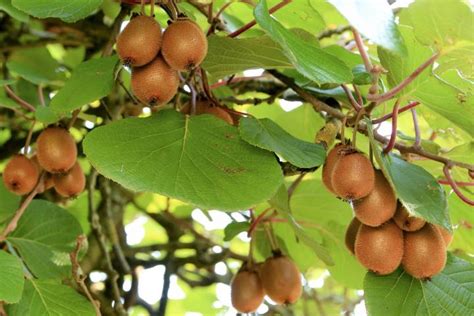 Kiwifruit: Planting, Growing, and Harvesting Kiwi Vines