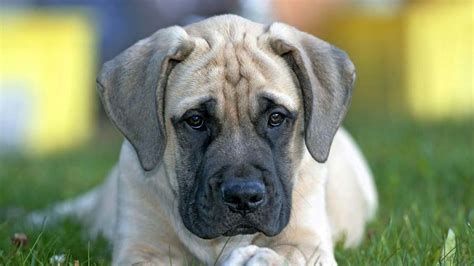 English Mastiff Puppies for Sale | Buckeye Puppies