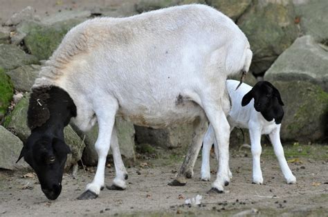 zlín zoo Somali Sheep