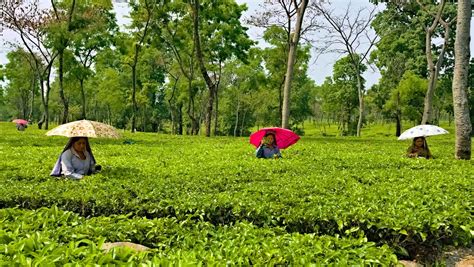 Top 11 Must Visit Tea Estates in Assam 2020 | Get ready for a scenic Adv..