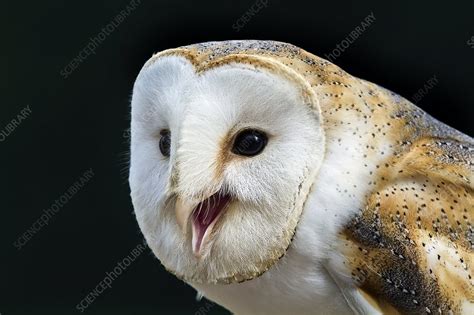 Barn owl calling - Stock Image - C008/3440 - Science Photo Library