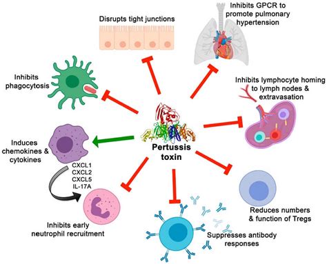 Bordetella pertussis- An Overview - Microbe Notes