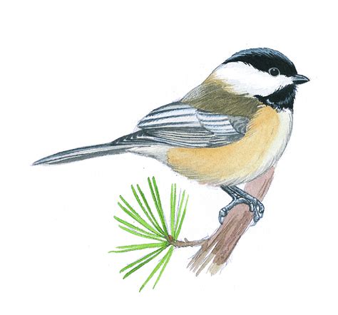 Chickadee Line Drawing at PaintingValley.com | Explore collection of ...