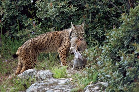 Iberian lynx Facts And Latest Images | All Wildlife Photographs