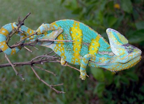 Adult Veiled Chameleons For Sale | Buy Adult Veiled Chameleons | FL Chams