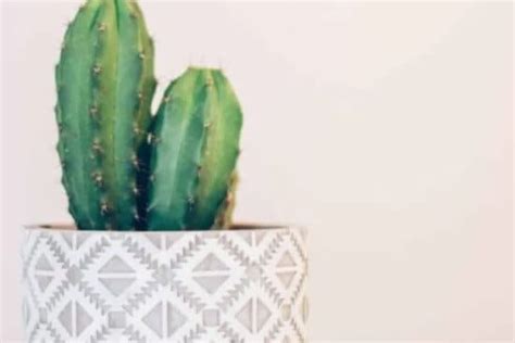 Cactus Care - Sprouting Indoors | Succulent, Cactus and Houseplant Tips