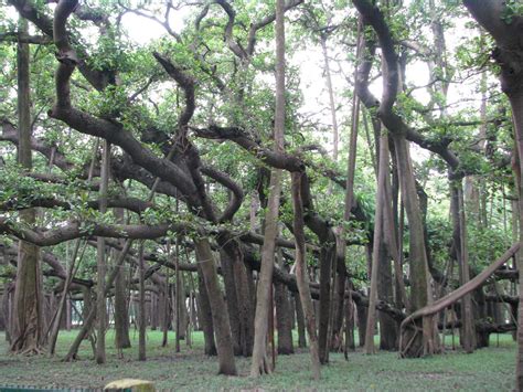 Great Banyan Tree Bigger Than Wal-Mart - Business Insider