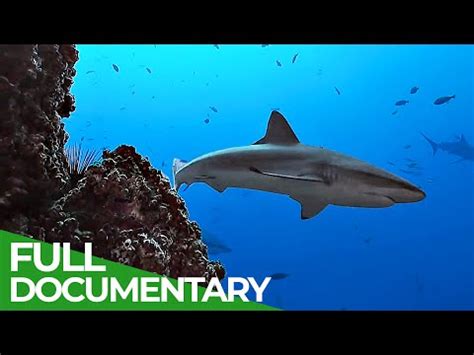 The 15 Documentaries About Deep Ocean - Documentarytube.com