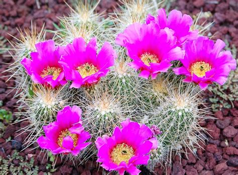 🔥 [50+] Cactus Flower Wallpapers | WallpaperSafari