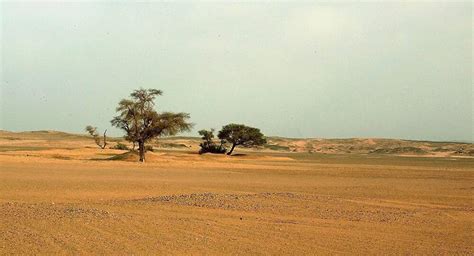 'Not as barren as believed': Over a BILLION trees spotted throughout ...