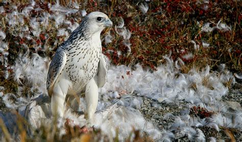 Gyrfalcon facts, distribution & population | BioDB