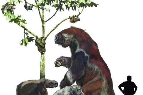 New research shakes up the sloth family tree