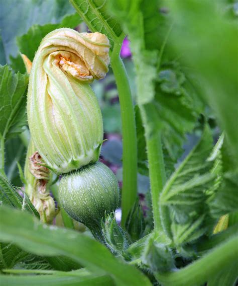 When to plant zucchini: to enjoy a plentiful summer harvest | Homes ...