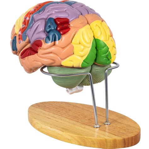 VEVOR Human Brain Model Anatomy 4-Part Model of Brain w/ Labels ...