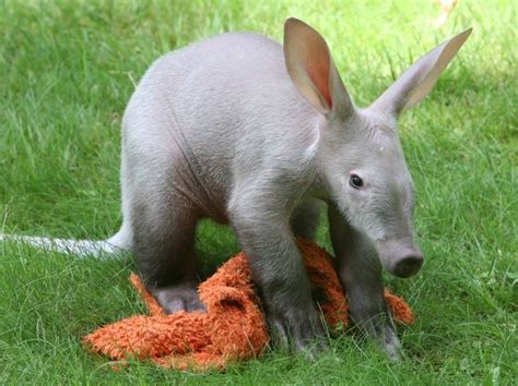 Baby Aardvark! | Animals, Weird animals, Cute animal pictures