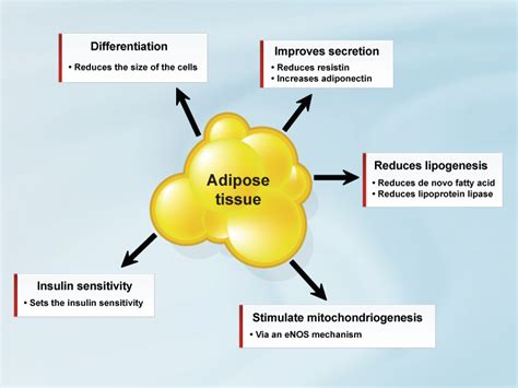 adipocyte - définition - C'est quoi