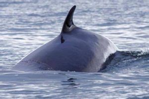 Minke Whale Facts | Minke Whale Habitat