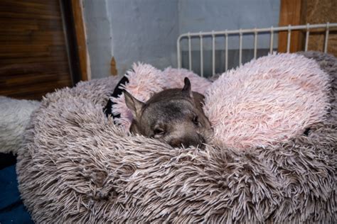 Meet the women on the front line of wombat conservation - Australian ...