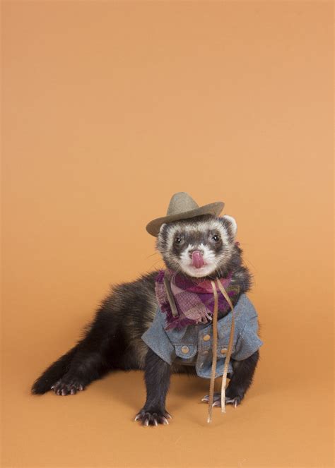 Best Ferret Halloween Costumes – The Modern Ferret