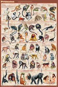 Primates Mammals Laminated Educational Science Classroom Chart Poster ...