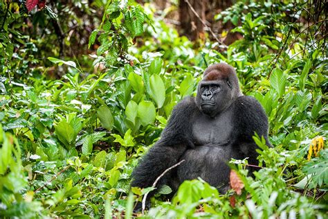 Mountain Gorilla Habitat Map