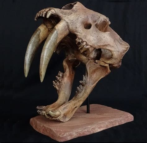 Smilodon Facts, Habitat, Diet, Fossils, Pictures