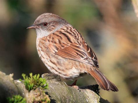 Common UK birds: Dunnock | Common british birds, Common garden birds, Birds