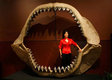 Megalodon Extinction: Scientists Discover What Killed Earth's Most ...