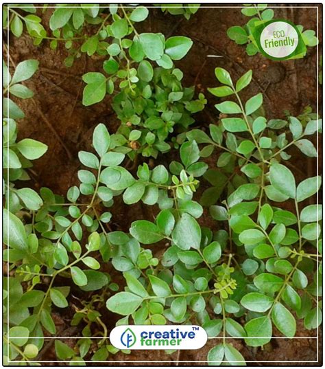 Buy Plant For Kitchen Curry Leaf Plant Seeds - Kari Patta Seeds For ...