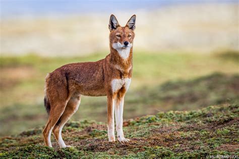 Ethiopian Wolf Project - Will Burrard-Lucas