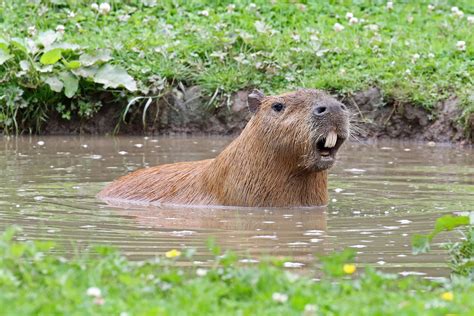 capybara teeth | Tumblr