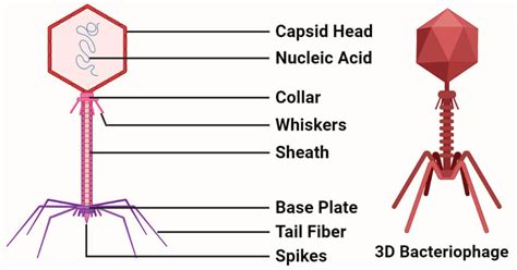 Bacteriophage- Definition, Structure, Life Cycles, Applications, Phage ...