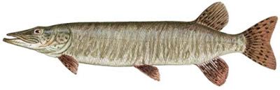 Fish Identification: Muskellunge